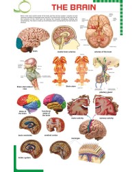 The Brain